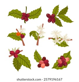 Set of coffee plant collection kit, Coffee berries growing on branch. Coffee plant with flowers, raw fresh beans or berries. Coffee harvest, caffeine culture. botanical, isolated on white background.