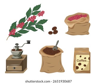 Um conjunto de planta de café, suas bagas vermelhas e grãos. Um moedor de café e um saco de café torrado moído. Ilustração vetorial no fundo branco.
