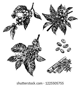 set of Coffee tree, coffee beans and cinnamon and cardamon in graphic style hand on white background.