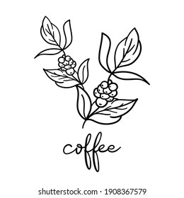 5 Coffee Tea and Spice Plant Images  The Graphics Fairy