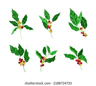 Set of coffee tree twigs with fruits and green leaves vector illustration