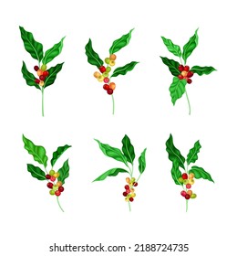 Juego de ramas de árbol de café con ilustraciones vectoriales de frutos comestibles maduros