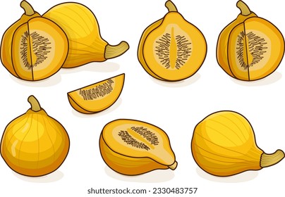 Set von Colinky Squash oder Kolinkey Squash. Westlicher Kürbis und Salatkürbis. Sommerspass. Cucurbita-Gattung. Obst und Gemüse. Clipart. Einzige Vektorgrafik.