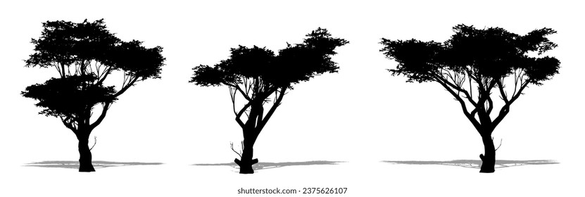 Set or collection of Acacia trees as a black silhouette on white background. Concept or conceptual vector for nature, planet, ecology and conservation, strength, endurance and  beauty