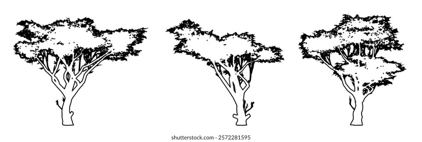Set or collection of Acacia trees as a black line drawing silhouette on white background. Concept or conceptual vector for nature, planet, ecology conservation, strength, endurance and  beauty
