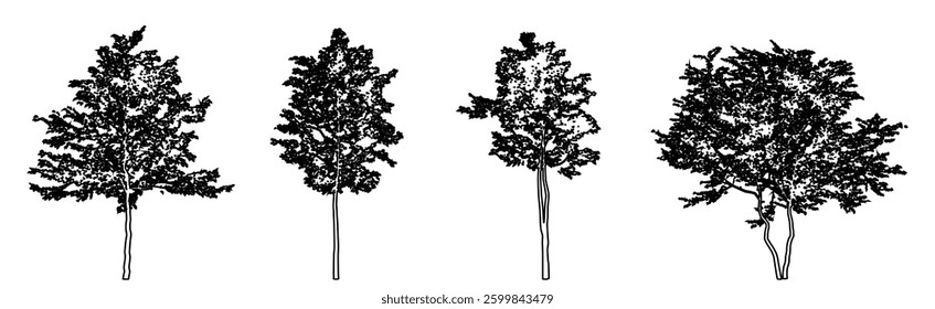 Set or collection of American Beech trees as a black line drawing silhouette on white background. Concept or conceptual vector for nature, planet, ecology conservation, strength, endurance and  beauty