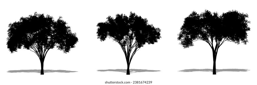 Set or collection of American Elm trees as a black silhouette on white background. Concept or conceptual vector for nature, planet, ecology and conservation, strength, endurance and  beauty