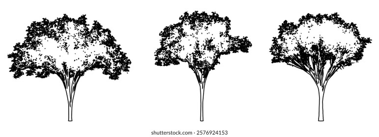 Set or collection of American Elm trees as a black line drawing silhouette on white background. Concept or conceptual vector for nature, planet, ecology conservation, strength, endurance and  beauty