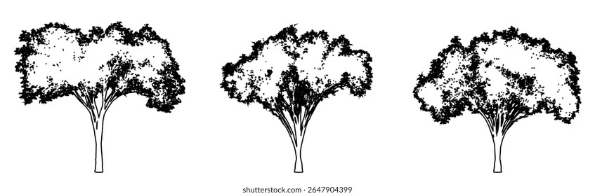 Set or collection of American Elm trees as a black line drawing silhouette on white background. Concept or conceptual vector for nature, planet, ecology conservation, strength, endurance and  beauty