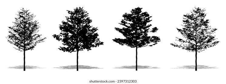 Set or collection of American Sycamore trees as a black silhouette on white background. Concept or conceptual vector for nature, planet, ecology and conservation, strength, endurance and  beauty