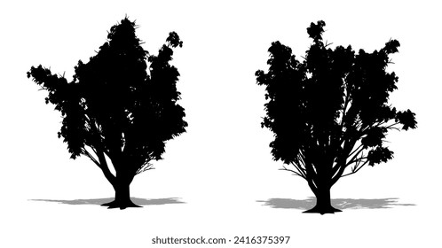 Set or collection of Amur Cork trees as a black silhouette on white background. Concept or conceptual vector for nature, planet, ecology and conservation, strength, endurance and  beauty