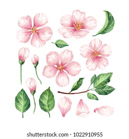 Set, collection of Apple flowers, petals and leaves in watercolor style isolated on white background. Art vector illustration.