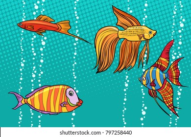 Set collection of aquarium fish. Pop art retro vector illustration