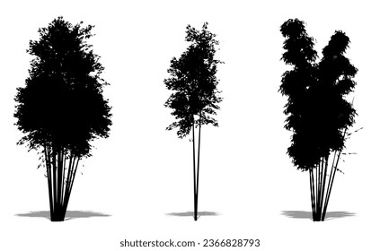 Colección de árboles de bambú como silueta negra sobre fondo blanco. Concepto o vector conceptual para la naturaleza, el planeta, la ecología y la conservación, la fuerza, la resistencia y la belleza