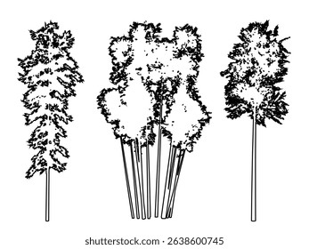Set or collection of Bamboo trees as a black line drawing silhouette on white background. Concept or conceptual vector for nature, planet, ecology conservation, strength, endurance and  beauty