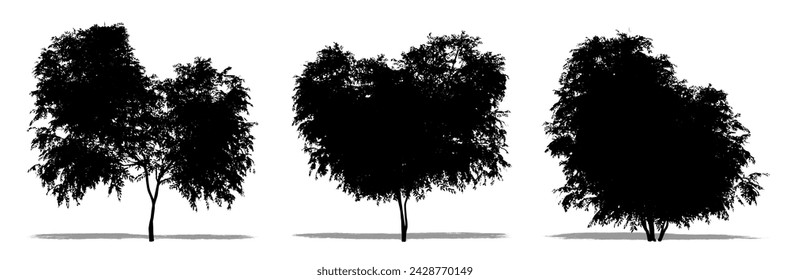 Set or collection of Black Elder trees as a black silhouette on white background. Concept or conceptual vector for nature, planet, ecology and conservation, strength, endurance and  beauty