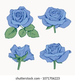 Set collection of blue roses with leaves isolated on white background. Vector illustration. Can use for greeting cards, wedding invitations, patterns.