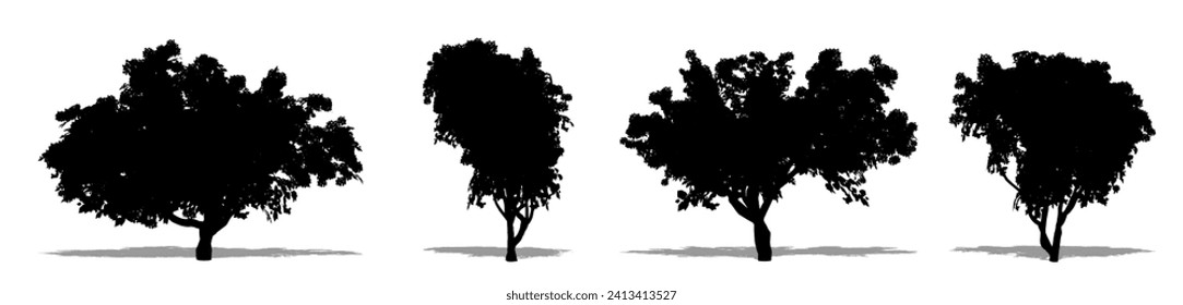 Set or collection of Bougainvillea trees as a black silhouette on white background. Concept or conceptual vector for nature, planet, ecology and conservation, strength, endurance and  beauty