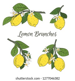 Set collection of branches with Lemons, green leaves and flowers. Citrus fruits isolated on white background. Vector illustration.