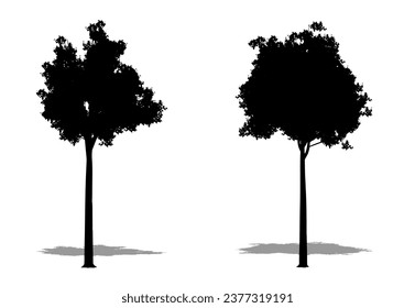 Set or collection of Campher Laurel  trees as a black silhouette on white background. Concept or conceptual vector for nature, planet, ecology and conservation, strength, endurance and  beauty