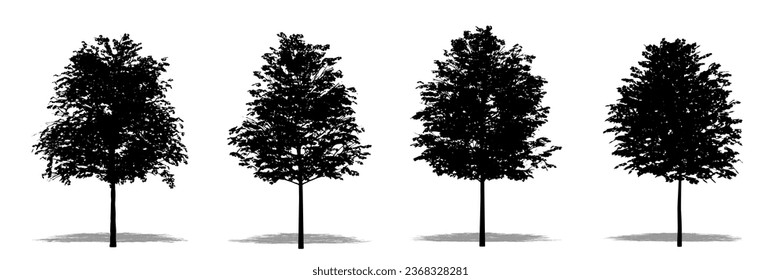 Set or collection of Common Linden trees as a black silhouette on white background. Concept or conceptual vector for nature, planet, ecology and conservation, strength, endurance and  beauty