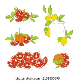 Set of collection compositions with orange, lemon and grapefruit citrus element fruits. Vector illustration collection tropical exotic food. 