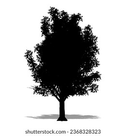 Set or collection of Crab Apple trees as a black silhouette on white background. Concept or conceptual vector for nature, planet, ecology and conservation, strength, endurance and  beauty