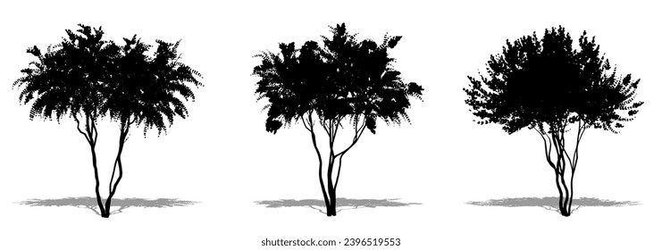 Set or collection of Crape Myrtle trees as a black silhouette on white background. Concept or conceptual vector for nature, planet, ecology and conservation, strength, endurance and  beauty