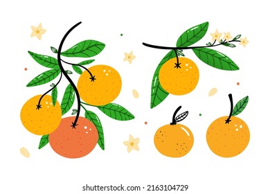 Colección de adorables naranjas estilo caricatura en una rama de árbol con frutas naranjas frescas, flores y hojas. Ilustración vectorial para el diseño de alimentos y naturaleza.
