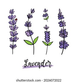Set, collection of cute doodle, hand draw flowering lavender branches vector icons, illustration.