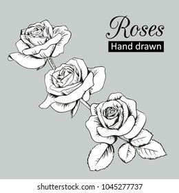 Set collection of engraved roses with leaves isolated on grey background. Vector illustration. Can use for greeting cards, wedding invitations, patterns.