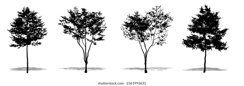 Colección de los árboles de haya europeos como una silueta negra sobre fondo blanco. Concepto o vector conceptual para la naturaleza, el planeta, la ecología y la conservación, la fuerza, la resistencia y la belleza