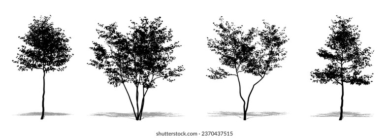 Colección de los árboles de haya europeos como una silueta negra sobre fondo blanco. Concepto o vector conceptual para la naturaleza, el planeta, la ecología y la conservación, la fuerza, la resistencia y la belleza