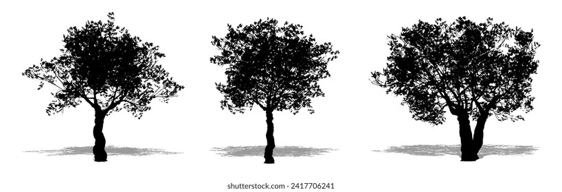 Set or collection of European Olive trees as a black silhouette on white background. Concept or conceptual vector for nature, planet, ecology and conservation, strength, endurance and  beauty