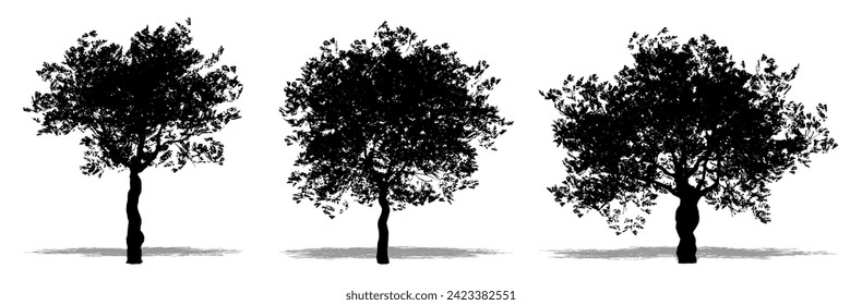 Set or collection of European Olive trees as a black silhouette on white background. Concept or conceptual vector for nature, planet, ecology and conservation, strength, endurance and  beauty