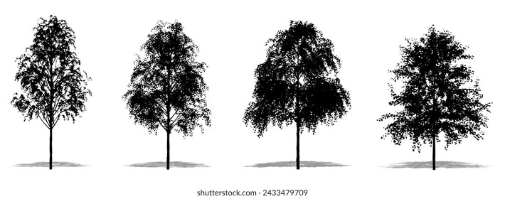 Set or collection of European White Birch trees as a black silhouette on white background. Concept or conceptual vector for nature, planet, ecology and conservation, strength, endurance and  beauty