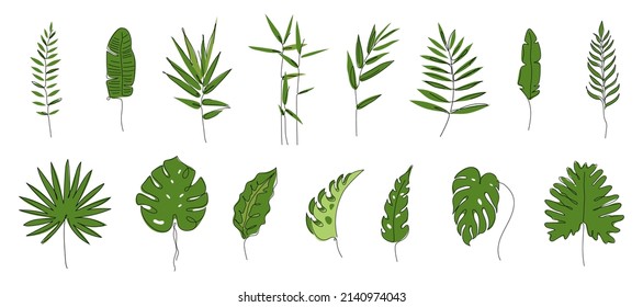 Set collection of exotic tropical  big leaves. Monstera leaf, split leaf, fan palm, bamboo,  banana leaf, coconut leaf. Outline vector illustration Biophilia in hand drawn one line art. 