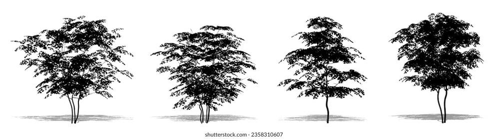 Set or collection of Field Maple trees as a black silhouette on white background. Concept or conceptual vector for nature, planet, ecology and conservation, strength, endurance and  beauty