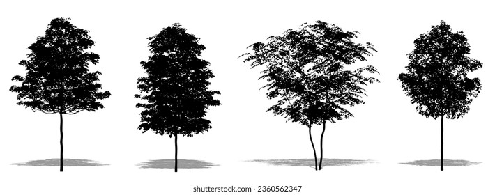 Set or collection of Field Maple trees as a black silhouette on white background. Concept or conceptual vector for nature, planet, ecology and conservation, strength, endurance and  beauty