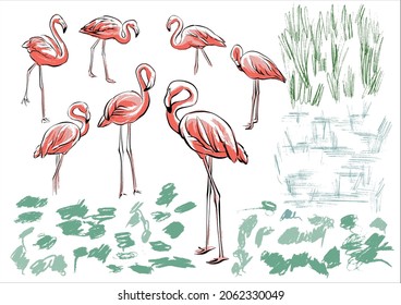 Set collection of flamingos with greenery plants water. Sketch-style illustration, careless hand drawing. Vector.