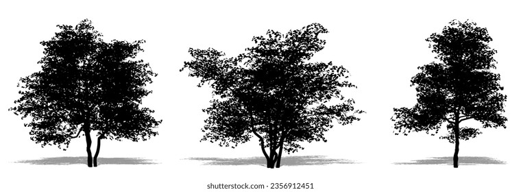 Set or collection of Flowering Dogwood trees as a black silhouette on white background. Concept or conceptual vector for nature, planet, ecology and conservation, strength, endurance and  beauty svg