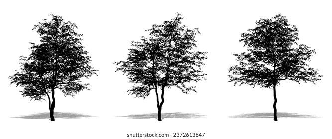 Set or collection of Flowering Dogwood trees as a black silhouette on white background. Concept or conceptual vector for nature, planet, ecology and conservation, strength, endurance and  beauty svg