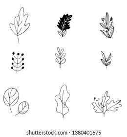 set collection forest fern eucalyptus  art foliage natural
leaves herbs in line style. Decorative beauty elegant illustration 
for design Vector
