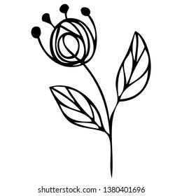 set collection forest fern eucalyptus  art foliage natural
leaves herbs in line style. Decorative beauty elegant illustration 
for design Vector