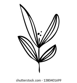 set collection forest fern eucalyptus  art foliage natural
leaves herbs in line style. Decorative beauty elegant illustration 
for design Vector