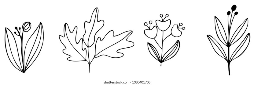 set collection forest fern eucalyptus  art foliage natural
leaves herbs in line style. Decorative beauty elegant illustration 
for design Vector