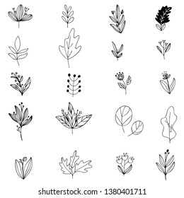 set collection forest fern eucalyptus  art foliage natural
leaves herbs in line style. Decorative beauty elegant illustration 
for design Vector