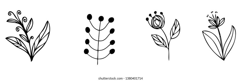 set collection forest fern eucalyptus  art foliage natural
leaves herbs in line style. Decorative beauty elegant illustration 
for design Vector