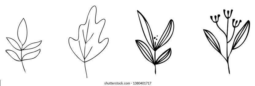 set collection forest fern eucalyptus  art foliage natural
leaves herbs in line style. Decorative beauty elegant illustration 
for design Vector