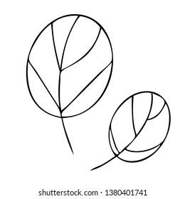 set collection forest fern eucalyptus  art foliage natural
leaves herbs in line style. Decorative beauty elegant illustration 
for design Vector